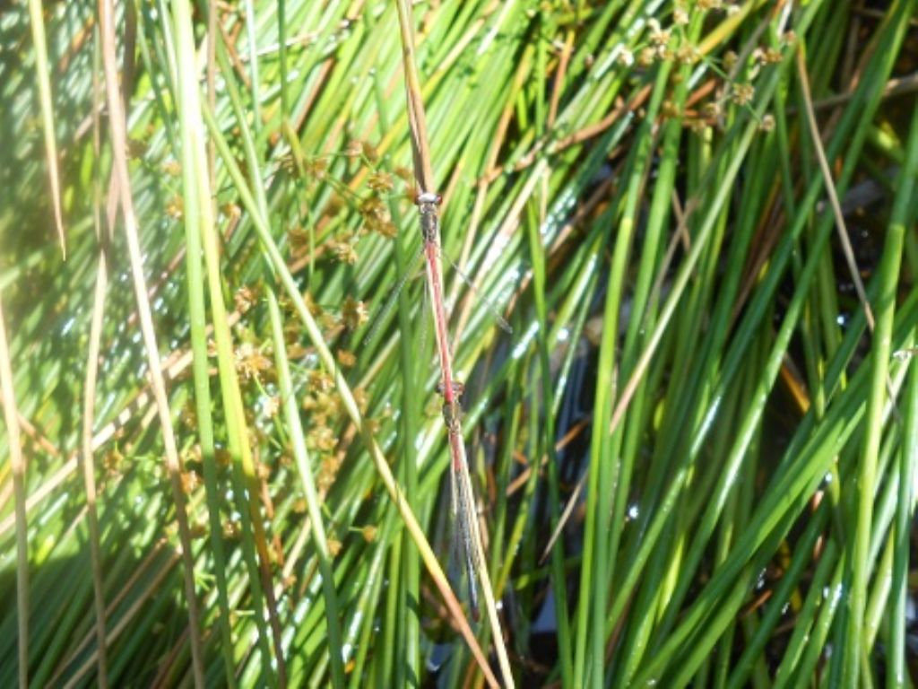 c. tenellum affetto da micosi?